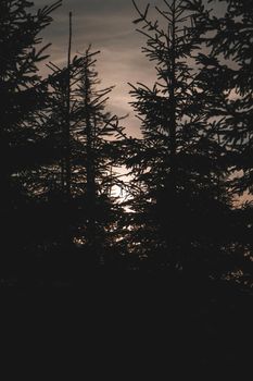 Sunset behind pine trees in winter in Czech Republic High quality photo.