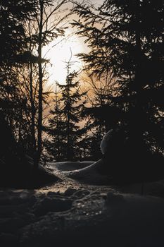 Snow with Sunset and Tree in Forest in Czech Republic. High quality photo