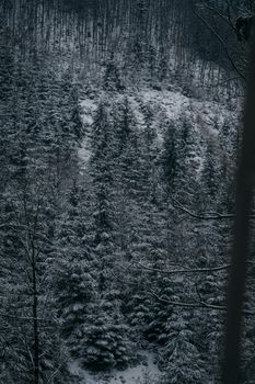 Winter Dark forest with pine trees. High quality photo
