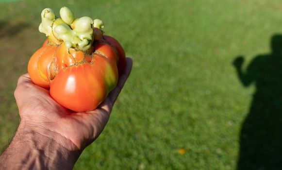 Hand holding out of shape tomato with shadow over the grass