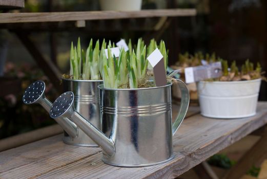 Hyacinth bulbs in the rusty pots for planting