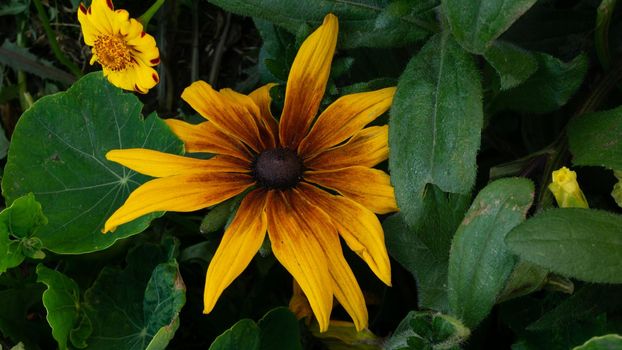 Yellow-brown oneflower close-up against the background of green foliage and small inflorescences.