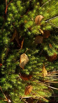 Green forest moss lit by sunbeams with grass and withered leaves.