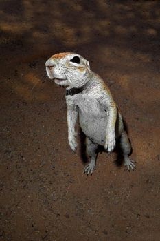 Inquisitive ground squirrel (Xerus inaurus) standing on hind legs, Kalahari desert, South Africa