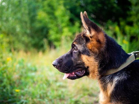 Portrait of a German Shepherd puppy. Walking in the park on a green background.