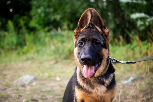 Portrait of a German Shepherd puppy. Walking in the park on a green background.