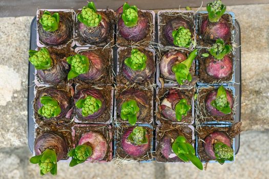 Many young green hyacinthes in rhe pots