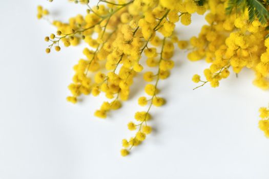 Spring mimosa on a white background Top view