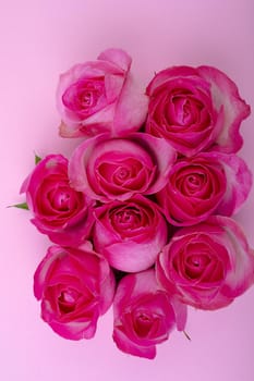 Close-up of fresh pink roses isolated on colored background, copy space. valentine's day, love and flower concept.
