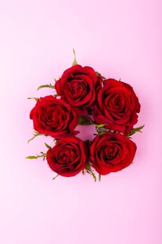 Overhead view of red roses isolated on pink background, copy space. valentine's day, love and flower concept.