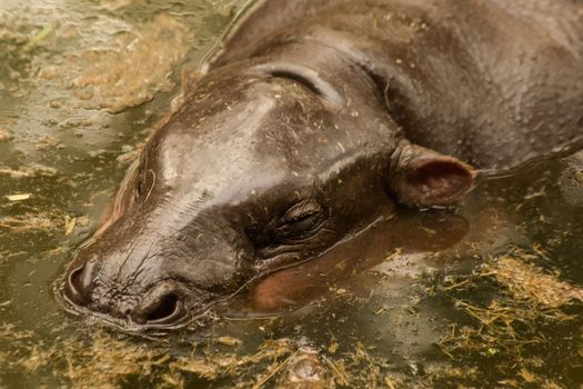 Hippopotamus in the water
Hippopotamus is a mammal.