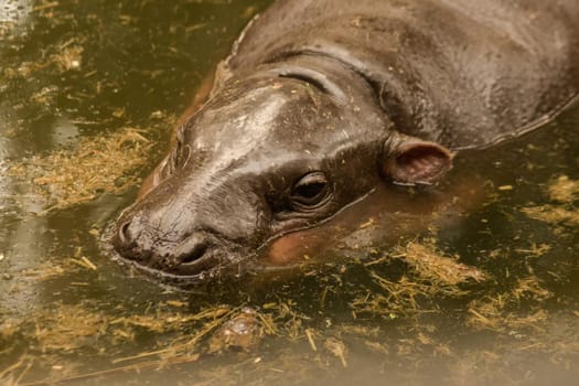 Hippopotamus in the water
Hippopotamus is a mammal.