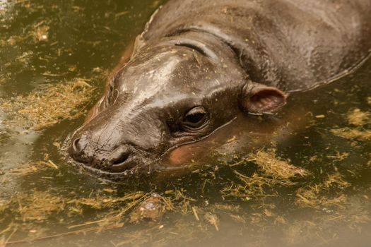 Hippopotamus in the water
Hippopotamus is a mammal.