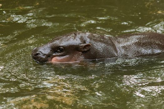 Hippopotamus in the water
Hippopotamus is a mammal.