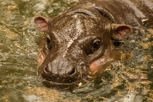 Hippopotamus in the water
Hippopotamus is a mammal.