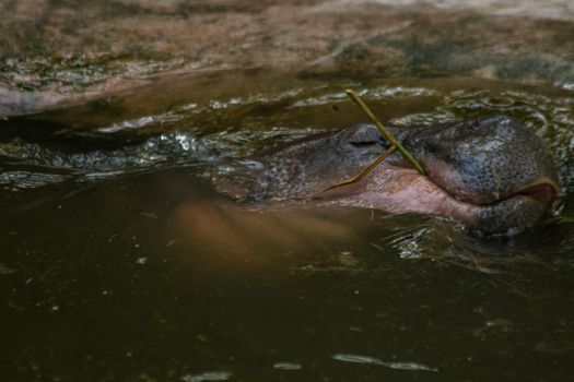 Hippopotamus in the water
Hippopotamus is a mammal.