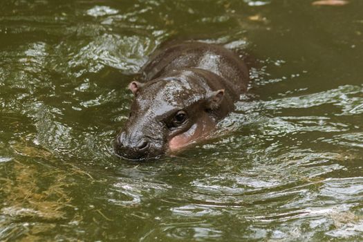 Hippopotamus in the water
Hippopotamus is a mammal.