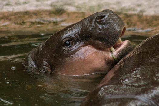 Hippopotamus in the water
Hippopotamus is a mammal.