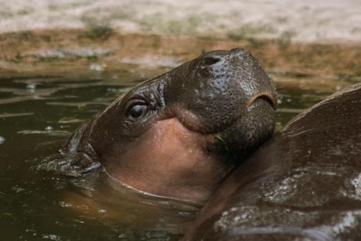 Hippopotamus in the water
Hippopotamus is a mammal.