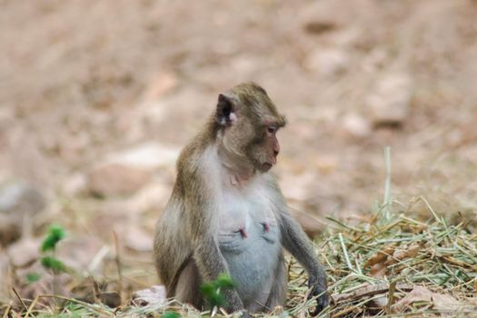 Crab-eating Macaque on the floor
The body has gray to reddish-brown fur.