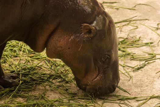 Hippopotamus eating grass
Hippopotamus is a mammal.