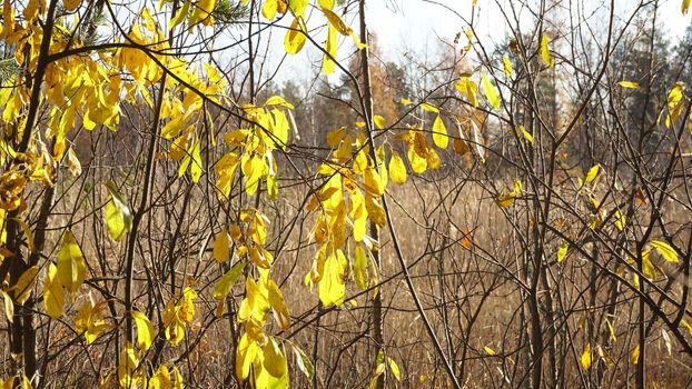 Withered yellow grass in the swamp in autumn. Trees with yellow foliage. Nature is preparing for winter