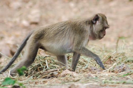 Crab-eating Macaque has gray to reddish-brown fur covering its body.