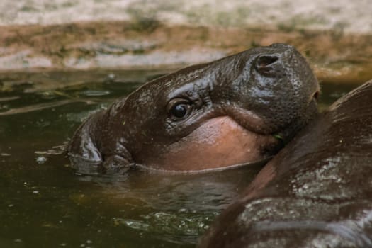 Hippopotamus in the water
Hippopotamus is a mammal.