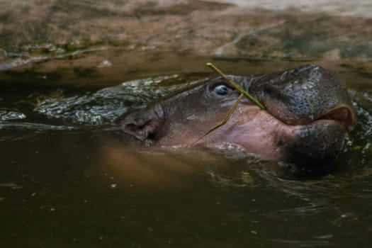 Hippopotamus in the water
Hippopotamus is a mammal.