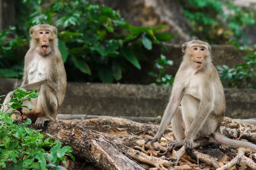 Crab-eating Macaque has gray to reddish-brown fur covering its body.