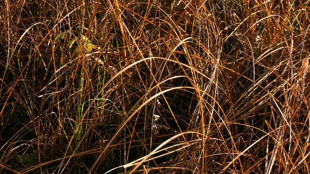 Withered yellow grass in the swamp in autumn. Trees with yellow foliage. Nature is preparing for winter