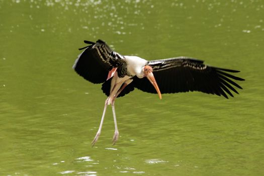 Painted Stork is flying over the pond. To feed on the herd in shallow waters along rivers or lakes