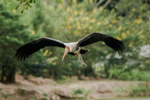 Painted Stork is flying over the pond. To feed on the herd in shallow waters along rivers or lakes