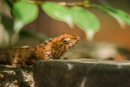 The brown chameleon lies on the rock, camouflage in harmony with nature.