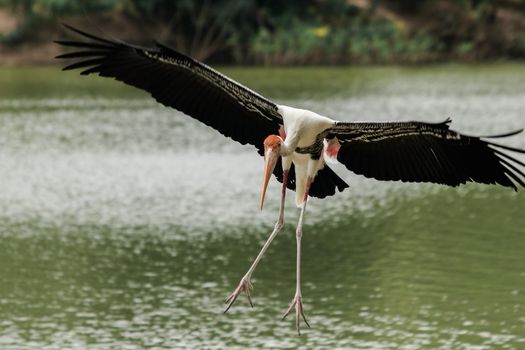 Painted Stork is flying over the pond. To feed on the herd in shallow waters along rivers or lakes