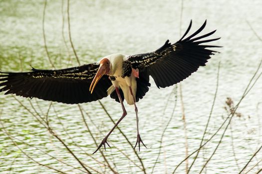 Painted Stork is flying over the pond. To feed on the herd in shallow waters along rivers or lakes