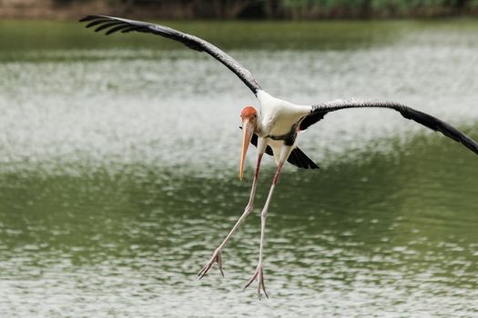 Painted Stork is flying over the pond. To feed on the herd in shallow waters along rivers or lakes