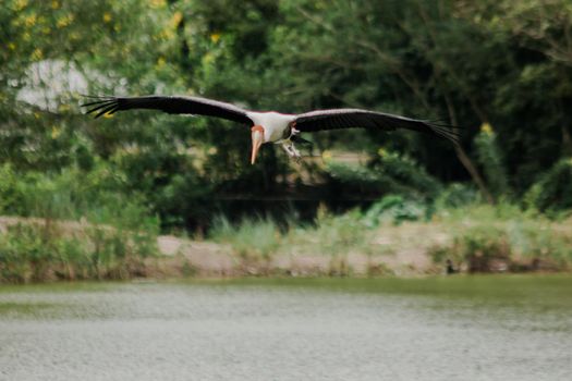 Painted Stork is flying over the pond. To feed on the herd in shallow waters along rivers or lakes