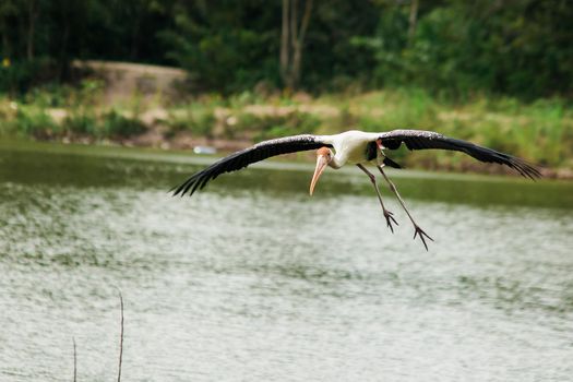 Painted Stork is flying over the pond. To feed on the herd in shallow waters along rivers or lakes