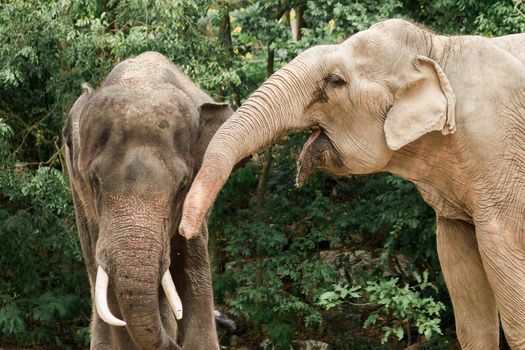 The Asian elephan is a large mammal in the family Elephantidae, smaller than the African elephant. including having smaller ears The average lifespan is about 60 years.