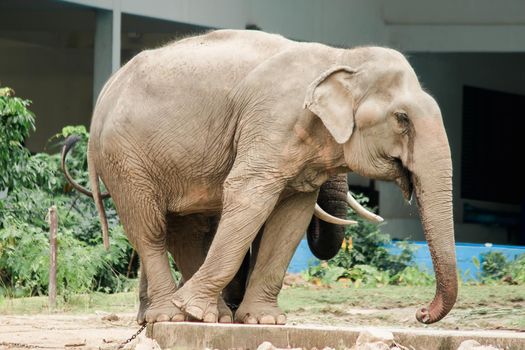 The Asian elephan is a large mammal in the family Elephantidae, smaller than the African elephant. including having smaller ears The average lifespan is about 60 years.