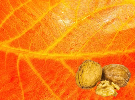 Walnuts on the background of an autumn orange leaf of a tree. Juglans regia. Walnut shell. Autumn leaf. The fruits of the tree. Garden harvest. Healthy food. Raw food. Template for text.