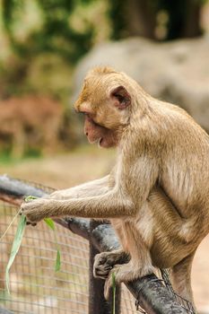 Crab-eating Macaque sat on the fence, eating the grass.
The macaque has brown hair on its body. The tail is longer than the length of the body. The hair in the middle of the head is pointed upright.