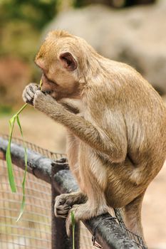 Crab-eating Macaque sat on the fence, eating the grass.
The macaque has brown hair on its body. The tail is longer than the length of the body. The hair in the middle of the head is pointed upright.