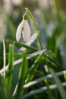 Spring background with flowers. The first spring flowers - snowdrops in the grass.  (Amaryllidaceae - Galanthus nivalis)