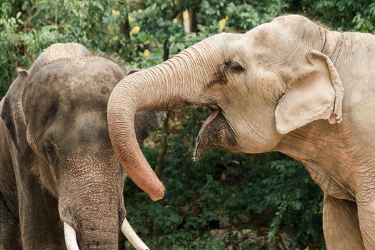 The Asian elephan is a large mammal in the family Elephantidae, smaller than the African elephant. including having smaller ears The average lifespan is about 60 years.