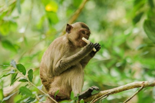 Crab-eating Macaque is sitting on a branch.
The macaque has brown hair on its body. The tail is longer than the length of the body. The hair in the middle of the head is pointed upright.