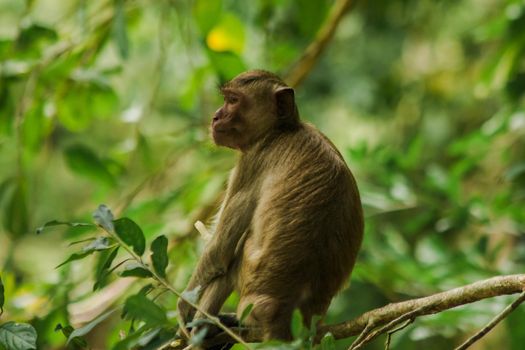 Crab-eating Macaque is sitting on a branch.
The macaque has brown hair on its body. The tail is longer than the length of the body. The hair in the middle of the head is pointed upright.