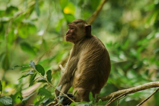 Crab-eating Macaque is sitting on a branch.
The macaque has brown hair on its body. The tail is longer than the length of the body. The hair in the middle of the head is pointed upright.