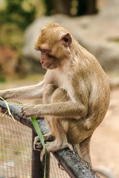 Crab-eating Macaque sat on the fence, eating the grass.
The macaque has brown hair on its body. The tail is longer than the length of the body. The hair in the middle of the head is pointed upright.